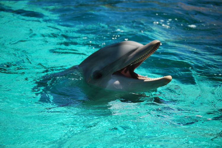 High angle view of bottle-nosed dolphin swimming in sea