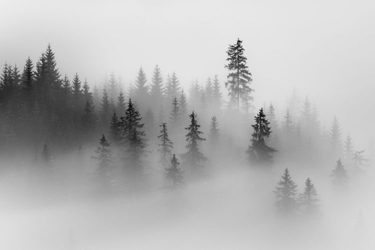 Trees on against sky during foggy weather