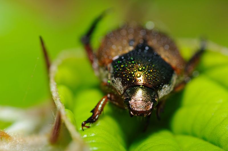 Green dock beetle on a leaf