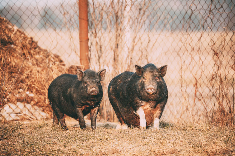 Pigs walking by fence