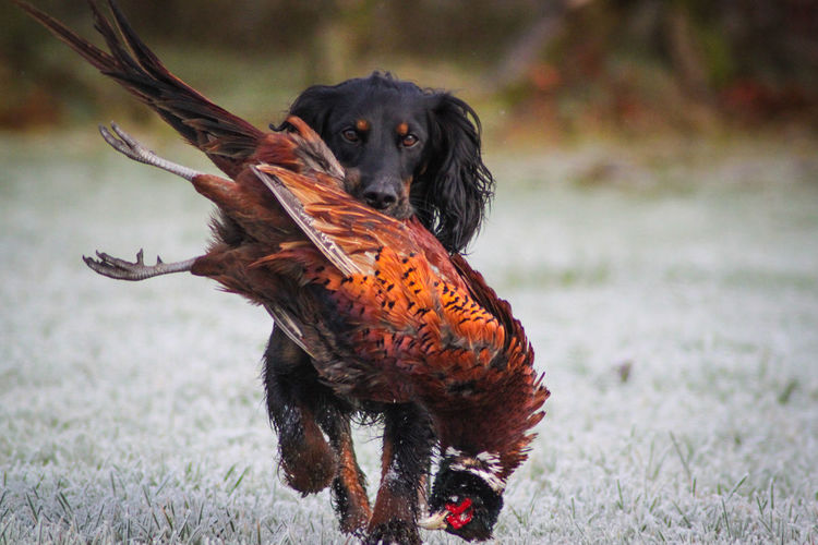 English springer spaniel carrying dead pheasant on field