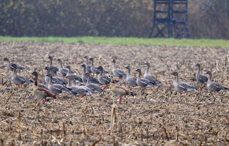 Flock of birds on field