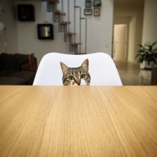 Portrait of cat sitting by table at home