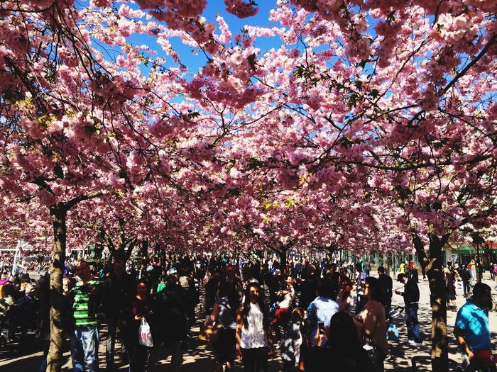 People walking under cherry blossom trees