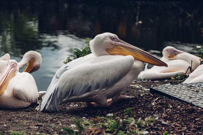 Pelicans at lakeshore