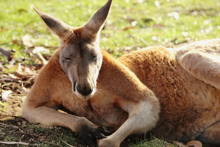 The relaxing kangaroo