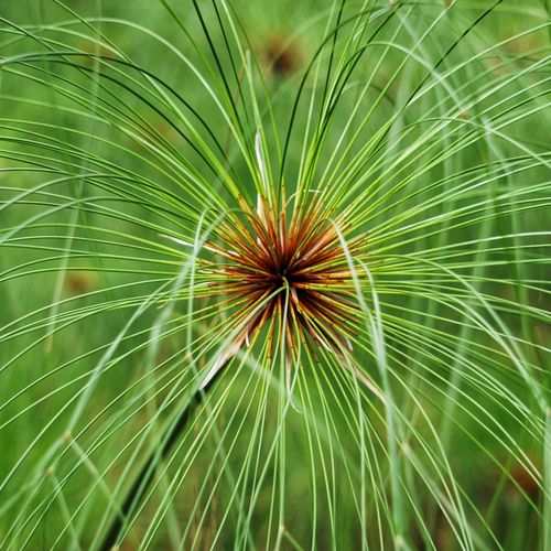 Close-up of a plant that looks like fireworks