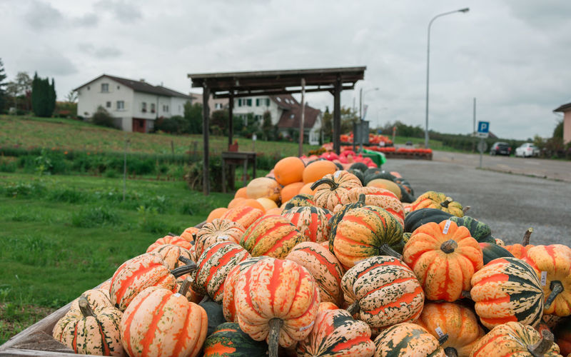 View of pumpkins in farm