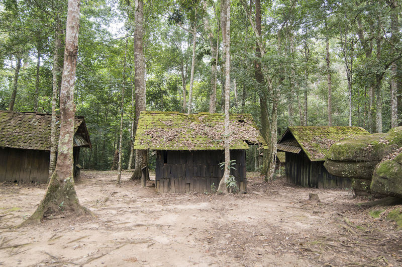 Hut by trees in forest