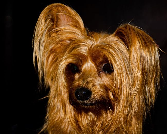 Portrait of dog