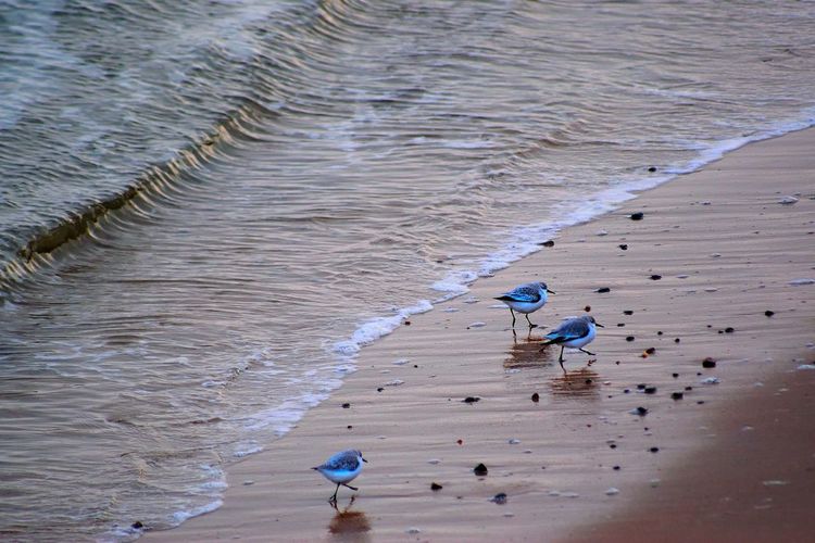 Birds walking on shore of beach 