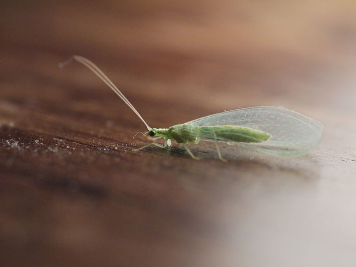 Close-up side view of insect on wooden table
