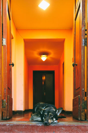Dog sitting in corridor
