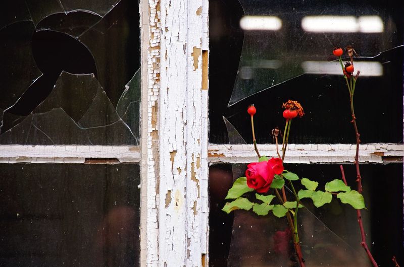 Close-up of red flowering plant by window