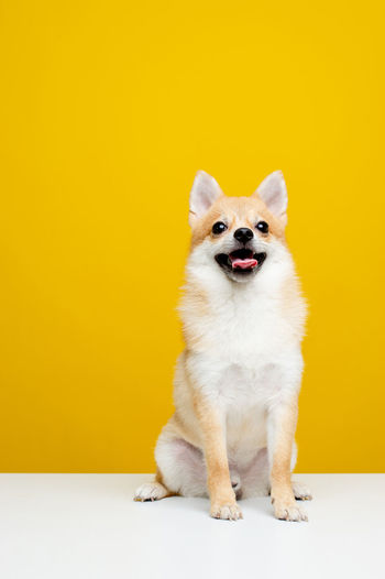 Portrait of dog against yellow background