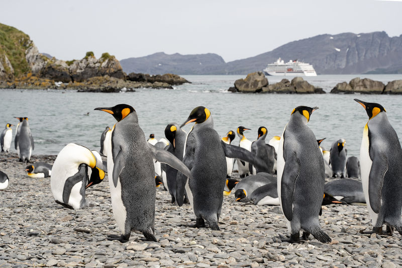 Group of king penguins in grytviken.