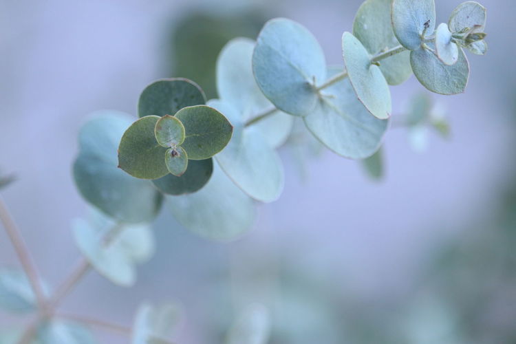Close-up of plant