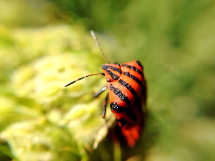 Close-up of red bug