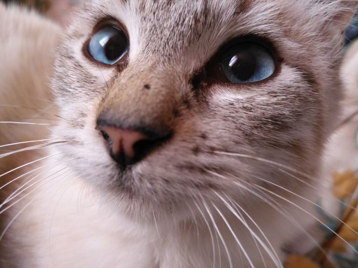 Close-up of cat blu eyes 