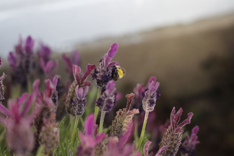 Bumble bees in the lavender 