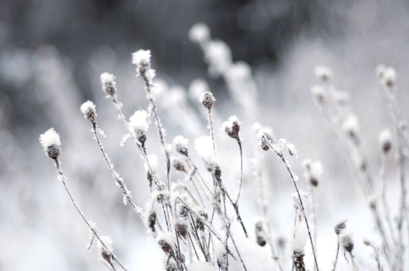 Close-up of snow on plants
