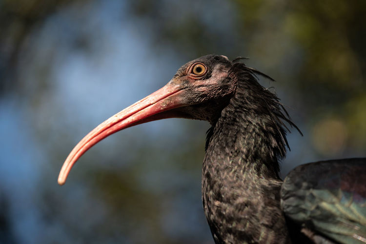 Northern bald ibis - aka waldrapp ibis