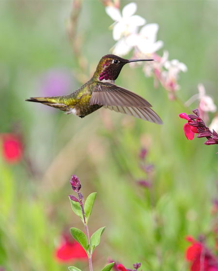 Close-up of hummingbird flying by pink flower