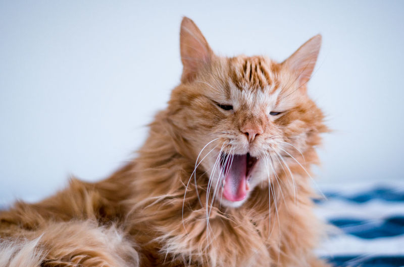 Close-up of cat yawning while relaxing at home