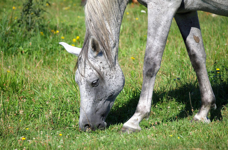 View of horse grazing in field