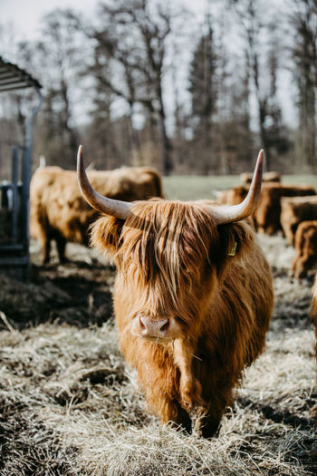 Scottish highland cattle looking into the camera