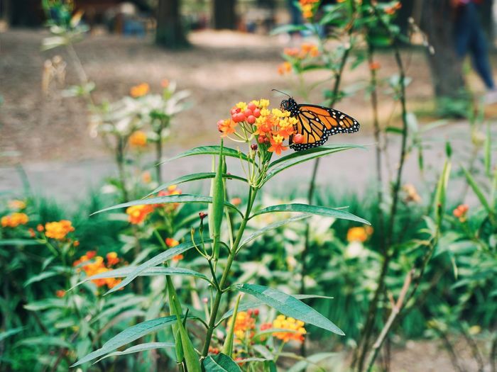 Close-up of butterfly pollinating on flower