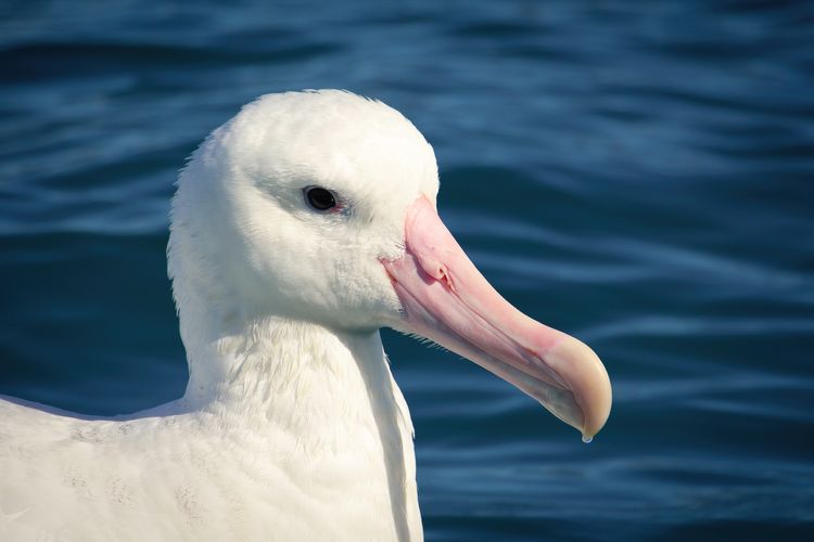 Close-up of new zealand wandering albatross