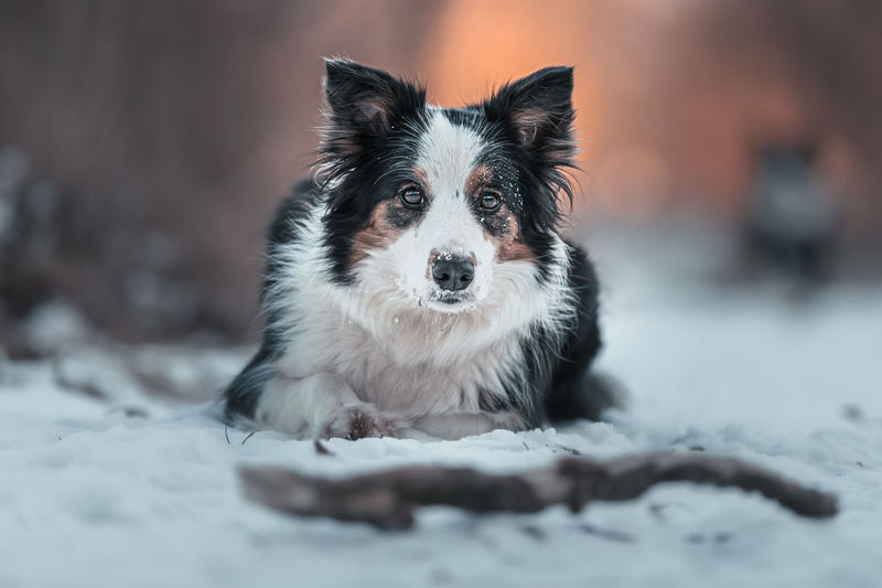 Close-up portrait of dog on snow field