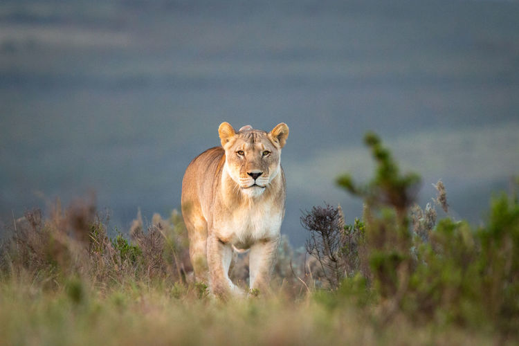 Female lion in south africa observing the environment at dusk