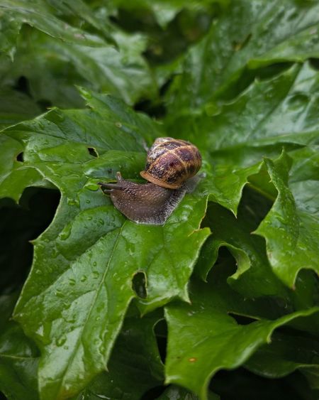 Snail on a leaf, taken just after it had finished raining which gave a nice sheen on the leaf. 