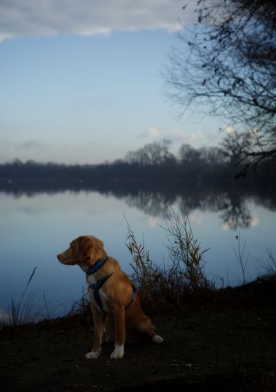 Dog at a lake