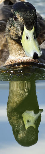 Close-up of duck swimming in lake