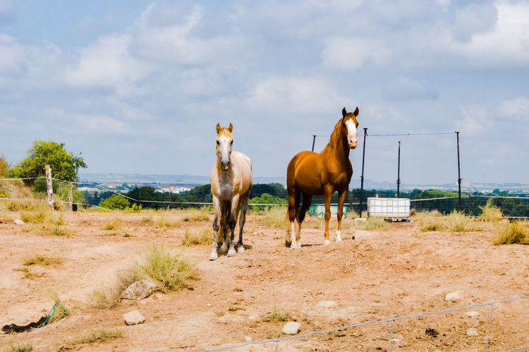 Horses standing in ranch, albatarrec. 