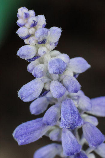 Close-up of purple hydrangea flowers at night