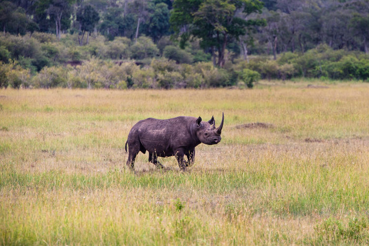 Rhino in a field