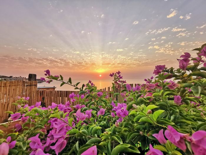 Close-up of pink flowering plants against sunset sky