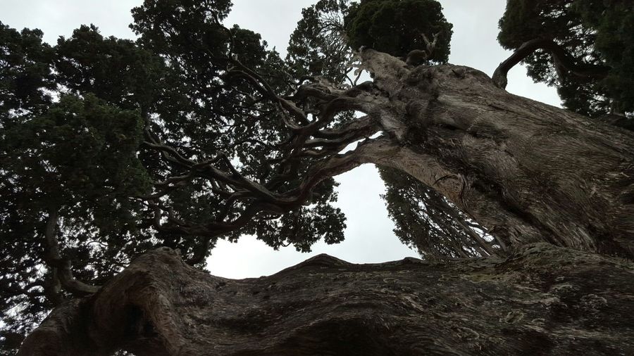 Low angle view of trees against sky