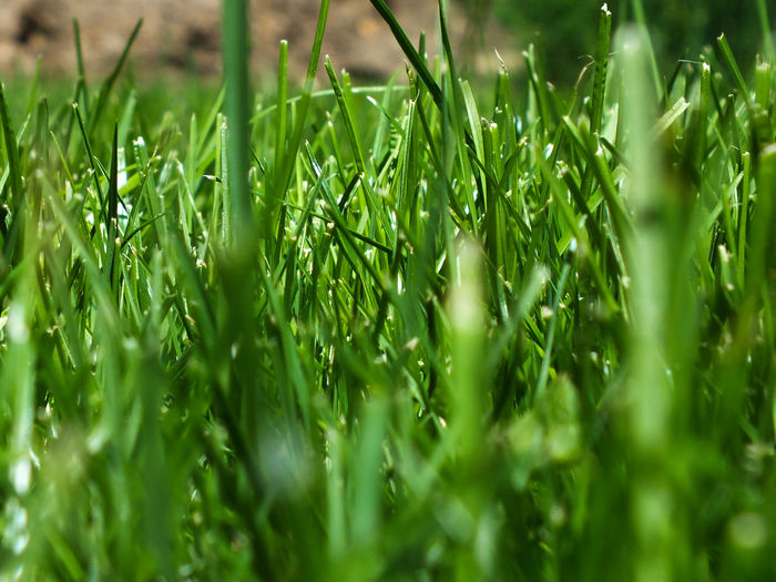 Close-up of dew drops on grass