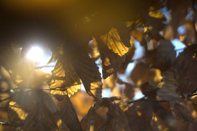 Close-up of sunlight streaming through leaves during autumn