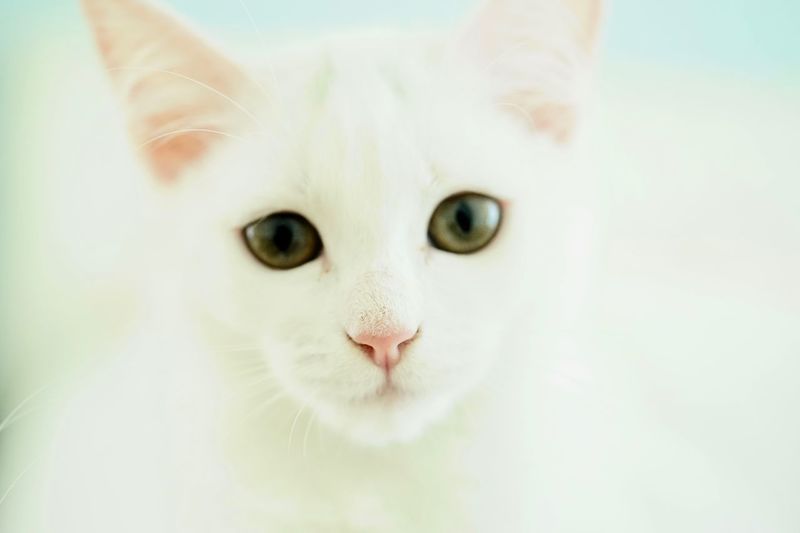 Close-up portrait of white cat