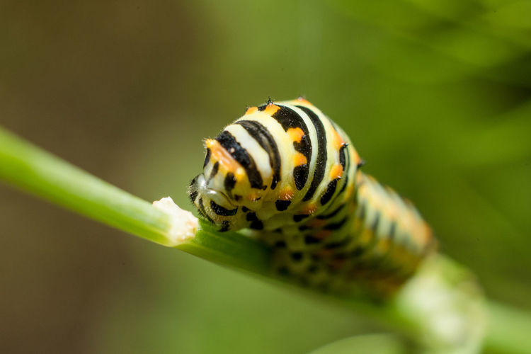 Close-up of insect on leaf