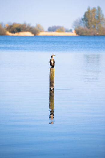 Bird on wooden post in lake