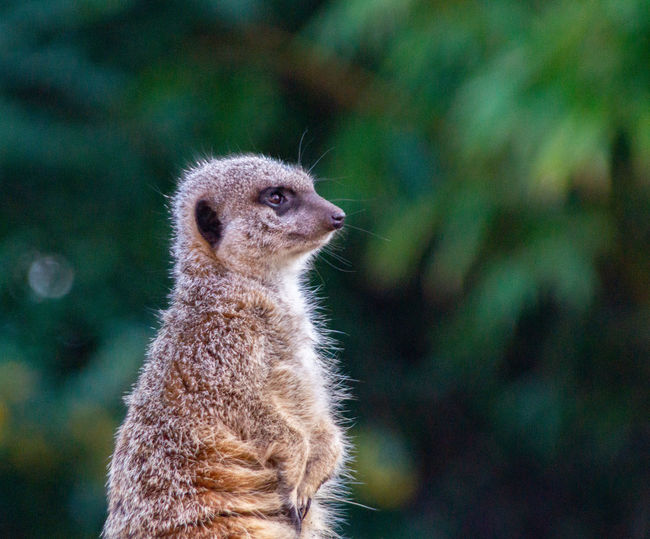Close-up of meerkat side view standing upright 