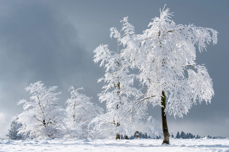 Snow covered trees on field against sky. winter on kahler asten - north-rhine westphalia, germany