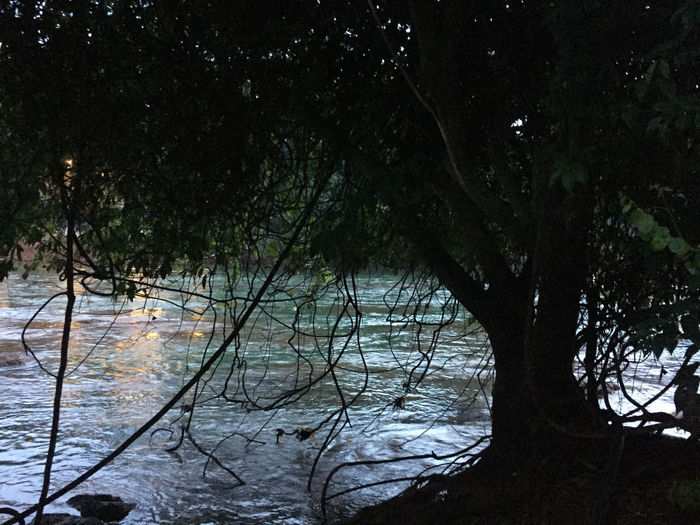 Reflection of trees in lake at night
